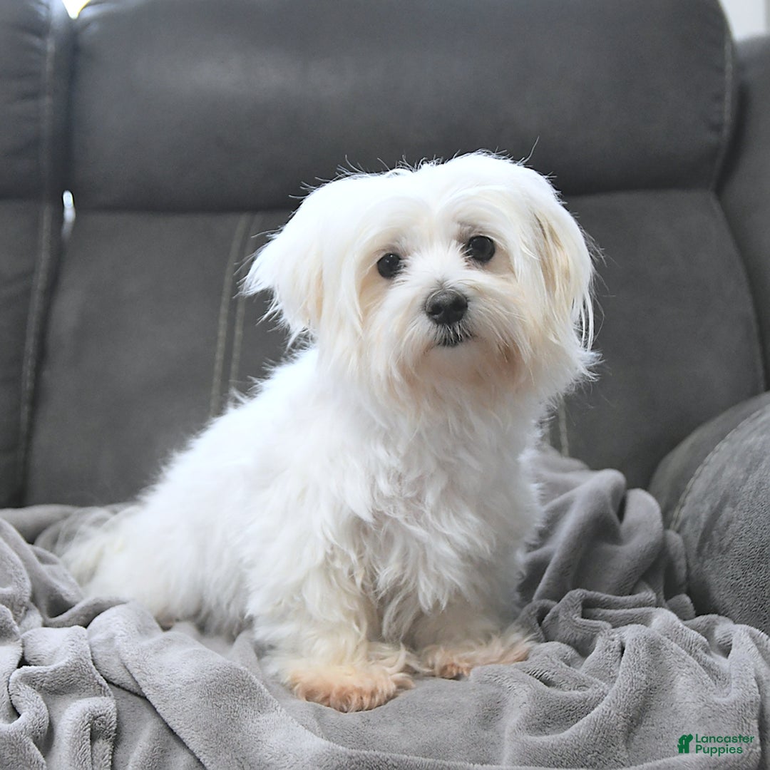 Maltese dogs for sale: Elf - Ad 11