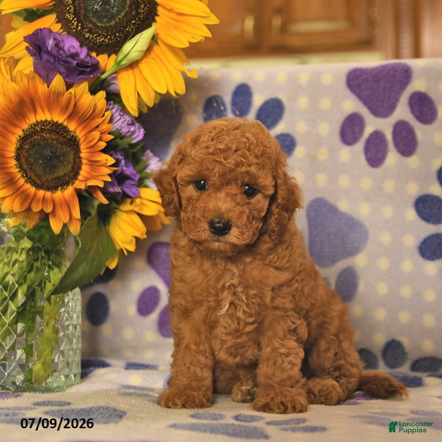 Cockapoo dogs Ashton   - Ad 2