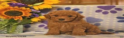 Cockapoo dogs for sale: Ashton   - Ad 2