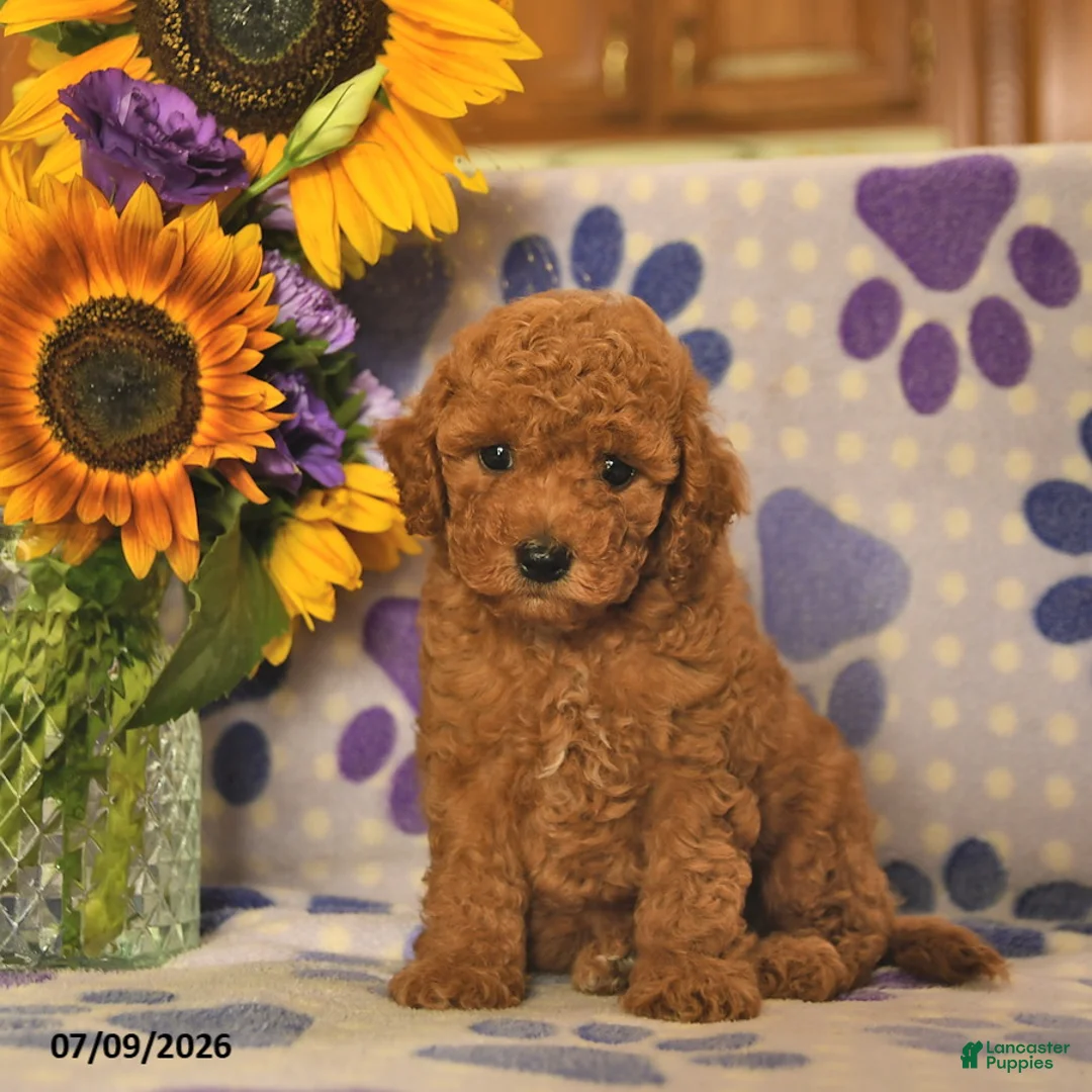 Cockapoo dogs for sale: Ashton   - Ad 2