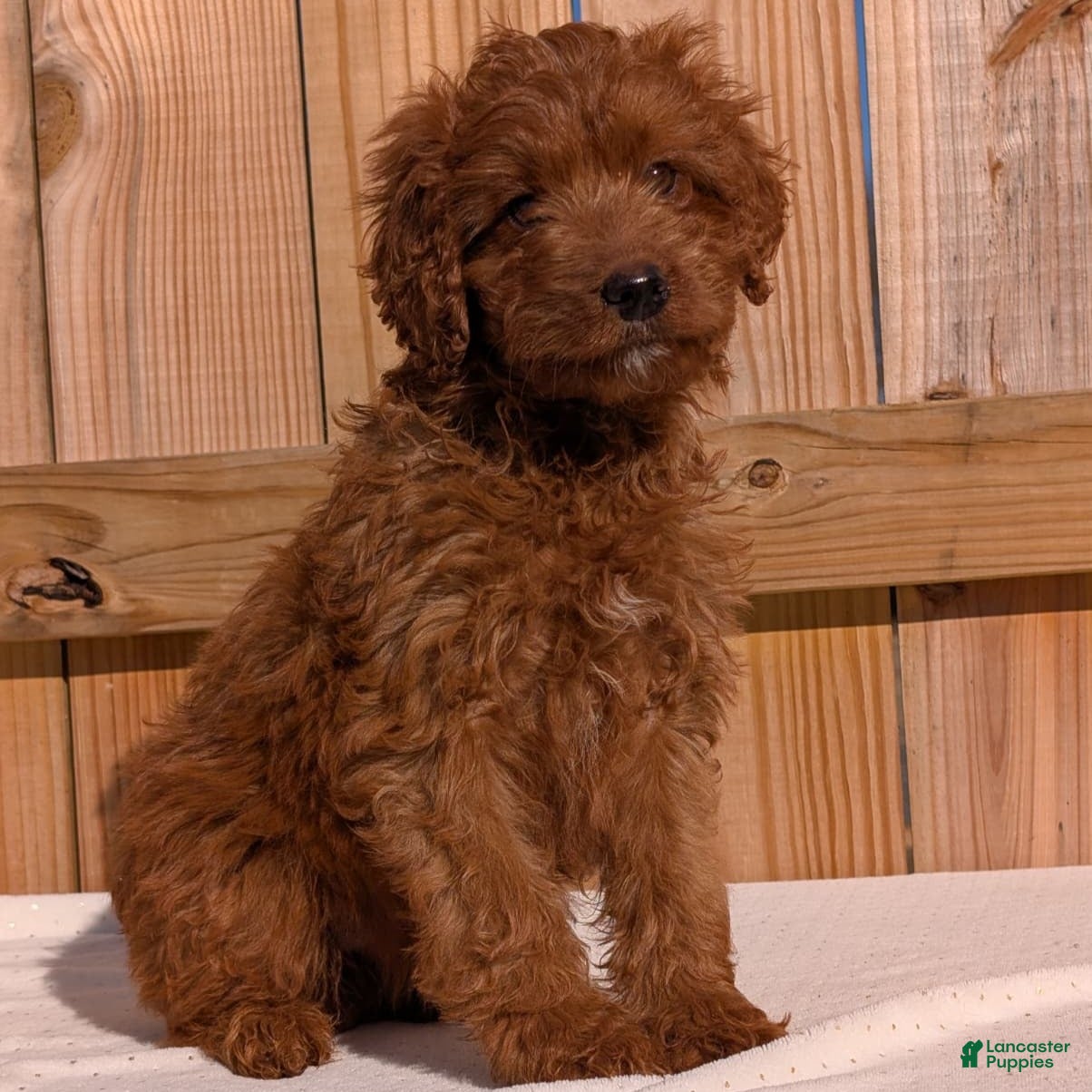 Irish Doodle dogs Vesta - Mini - Ad 4