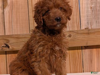 Irish Doodle dogs Vesta - Mini - Ad 2