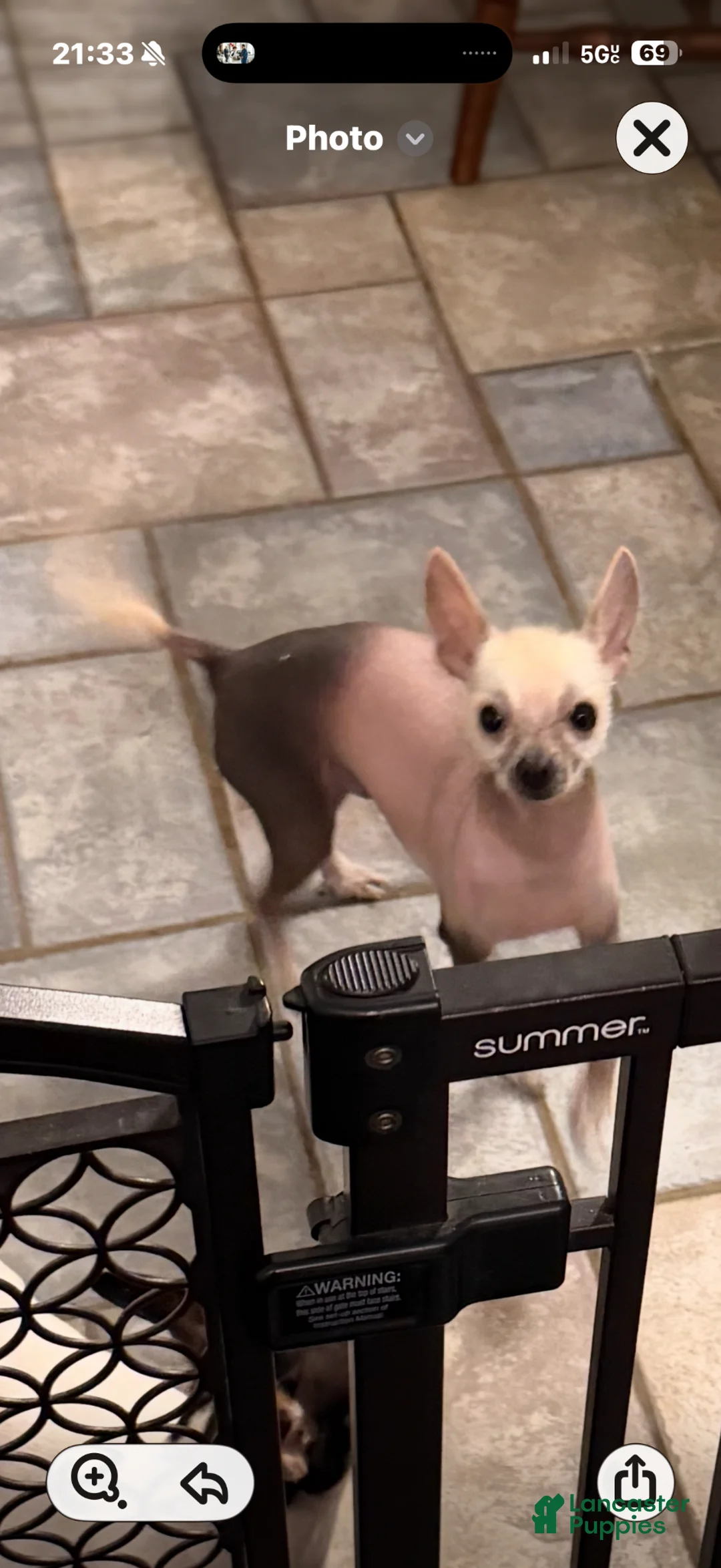 Mixed Breed dogs for sale: Frankie - Ad 2