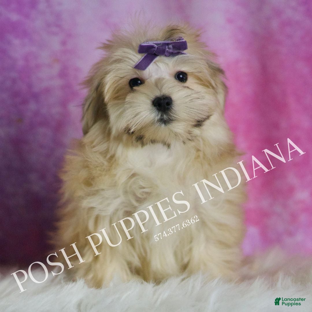 Morkie dogs Napa - Ad 3