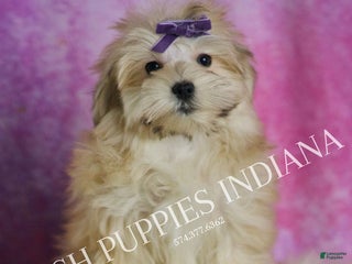 Morkie dogs Napa - Ad 34