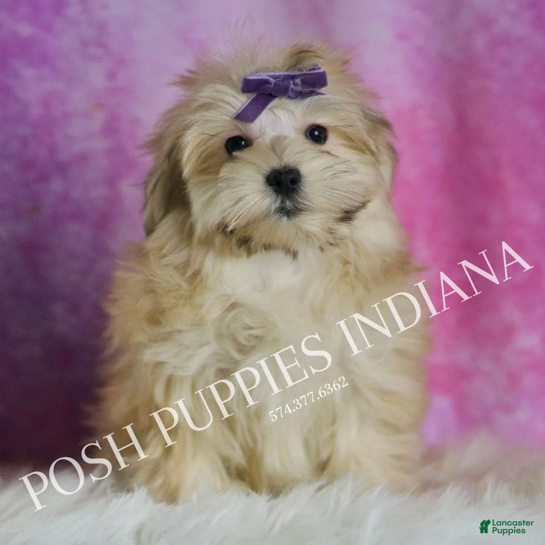 Morkie dogs for sale: Napa - Ad 1