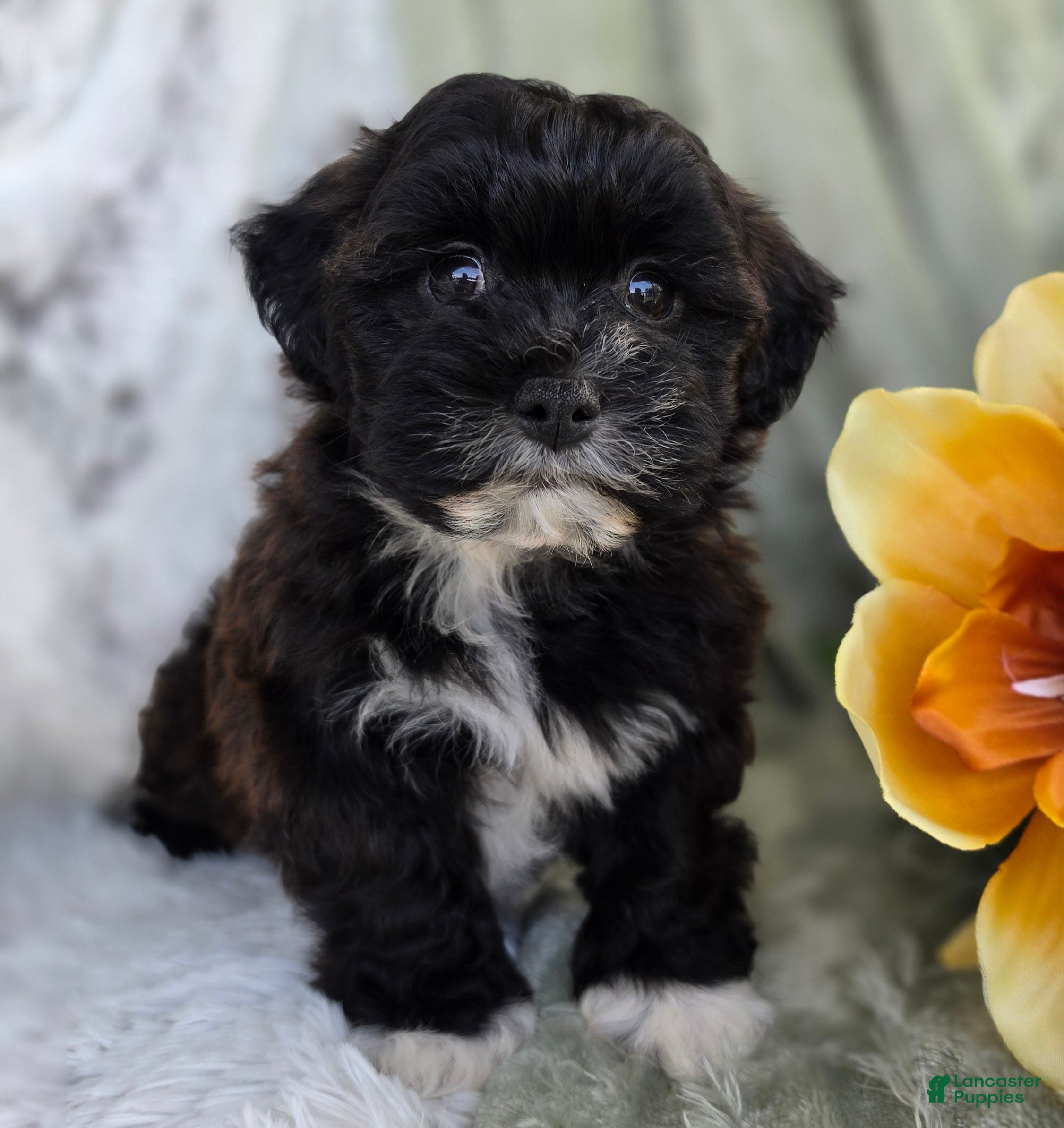 Shihpoo dogs Lenny - Ad 1