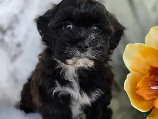 Shihpoo dogs for sale: Lenny - Ad 4