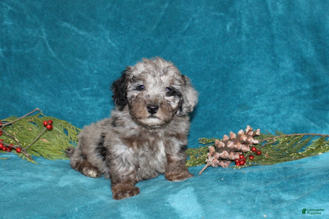 Miniature Poodle dogs for sale: Cuddles - Ad 1