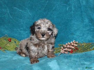 Miniature Poodle dogs Cuddles - Ad 32