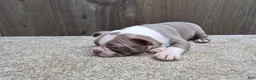 Boston Terrier dogs for sale: Shadow - Ad 15