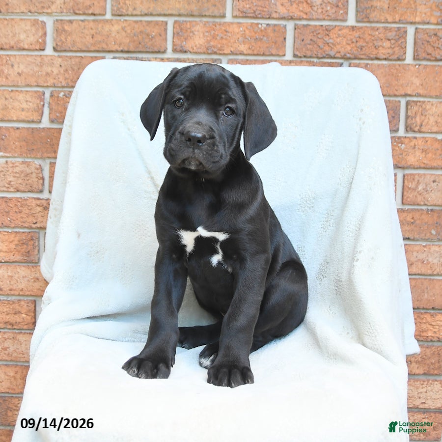 Cane Corso dogs Barbie - Ad 1