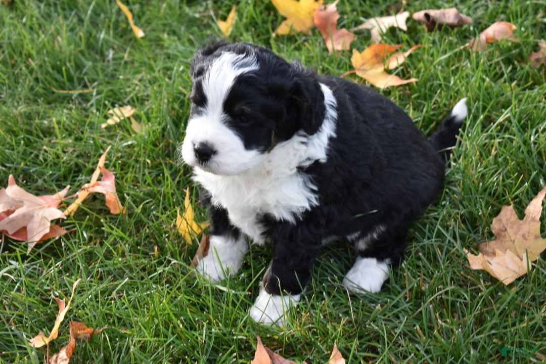 Mini Bernedoodle dogs for sale: Joy - Ad 4