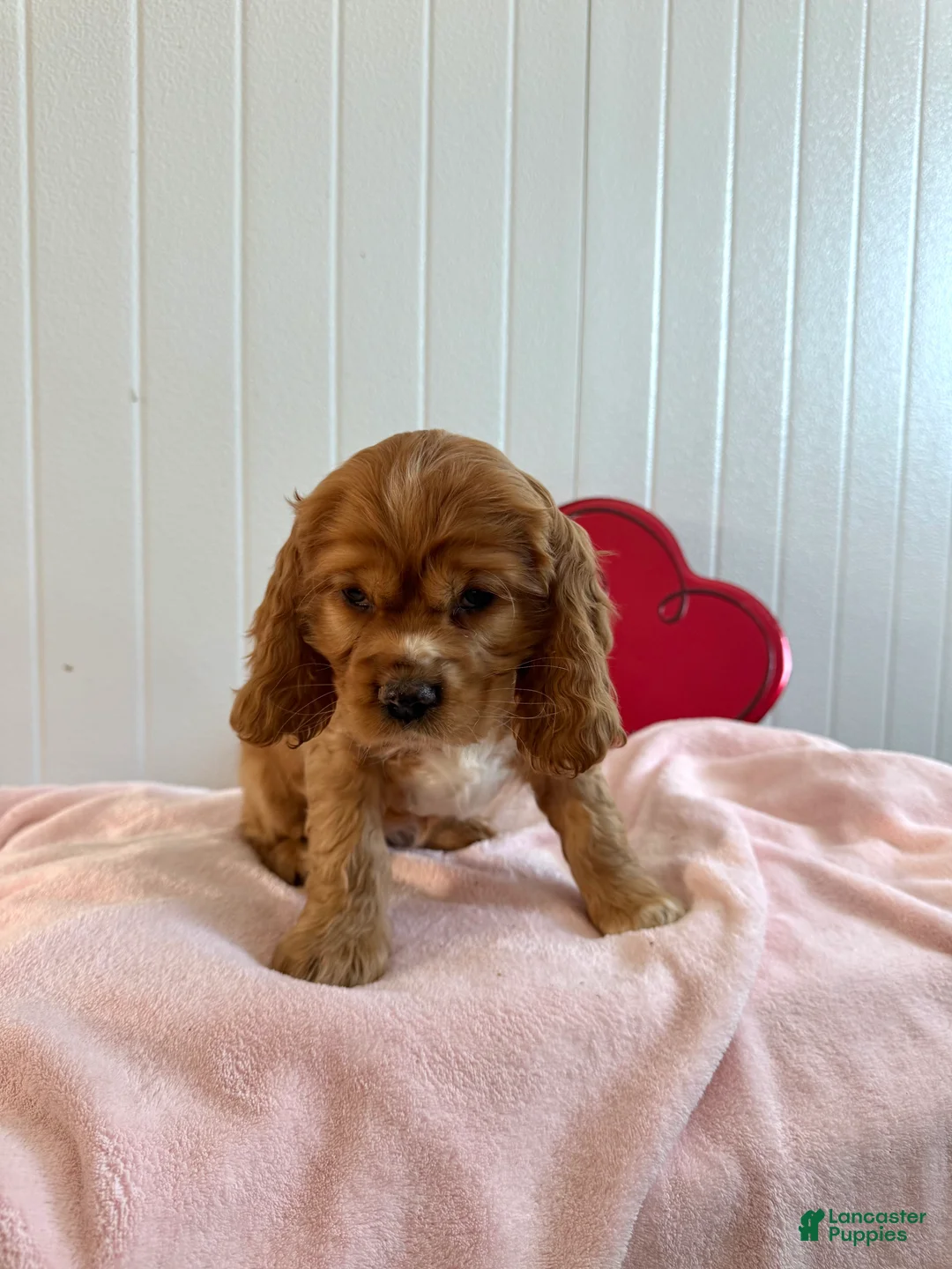 Cocker Spaniel dogs for sale: Amelia - Ad 2