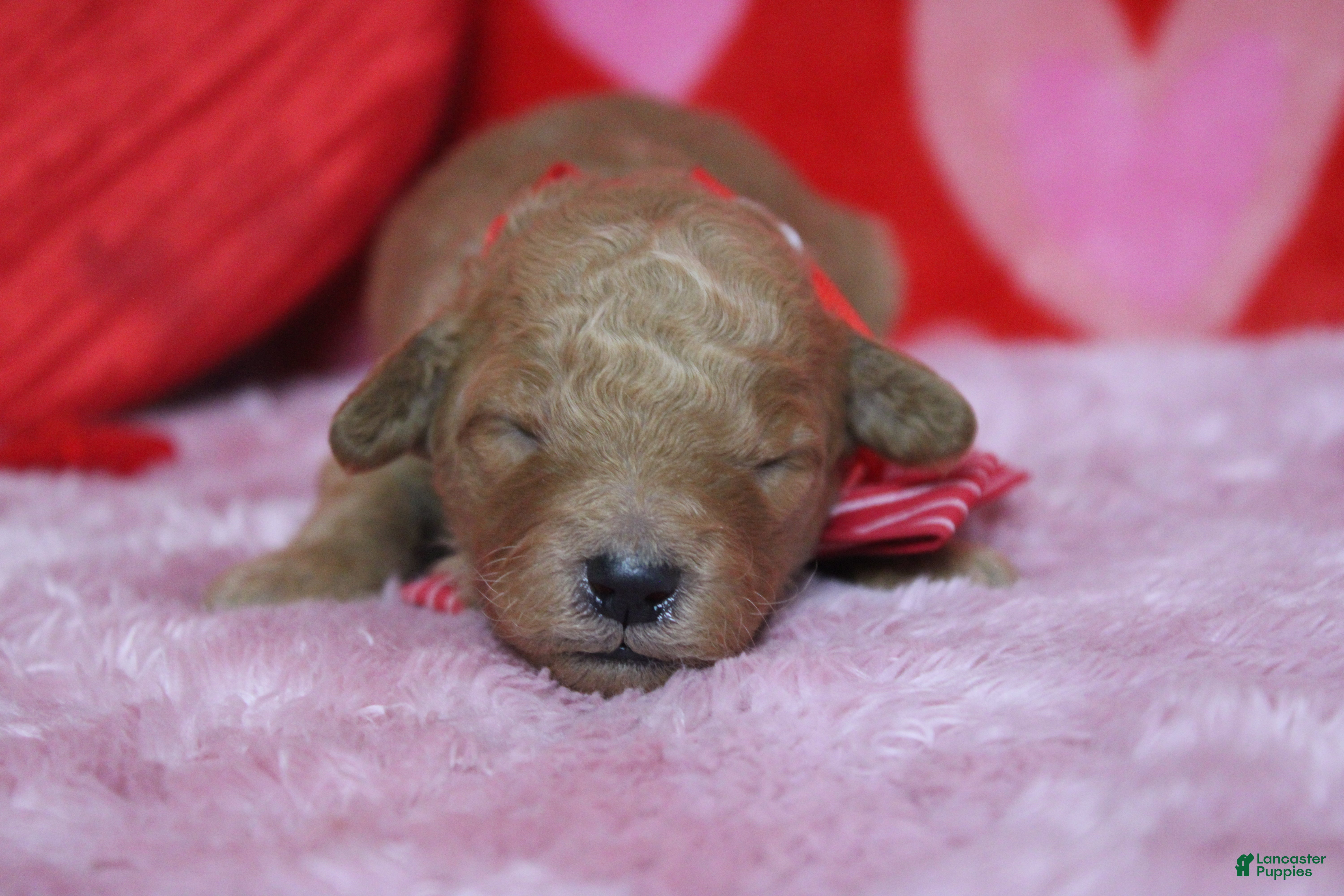 Goldendoodle dogs Crush  - Ad 15