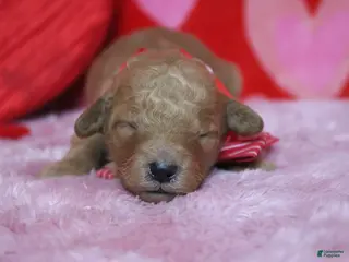 Goldendoodle dogs Crush - Ad 15