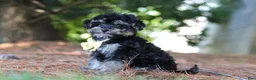 Yorkiepoo dogs for sale: Spike - Ad 5