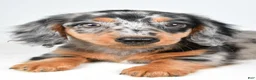 Dachshund dogs for sale: Cassandra - Ad 8