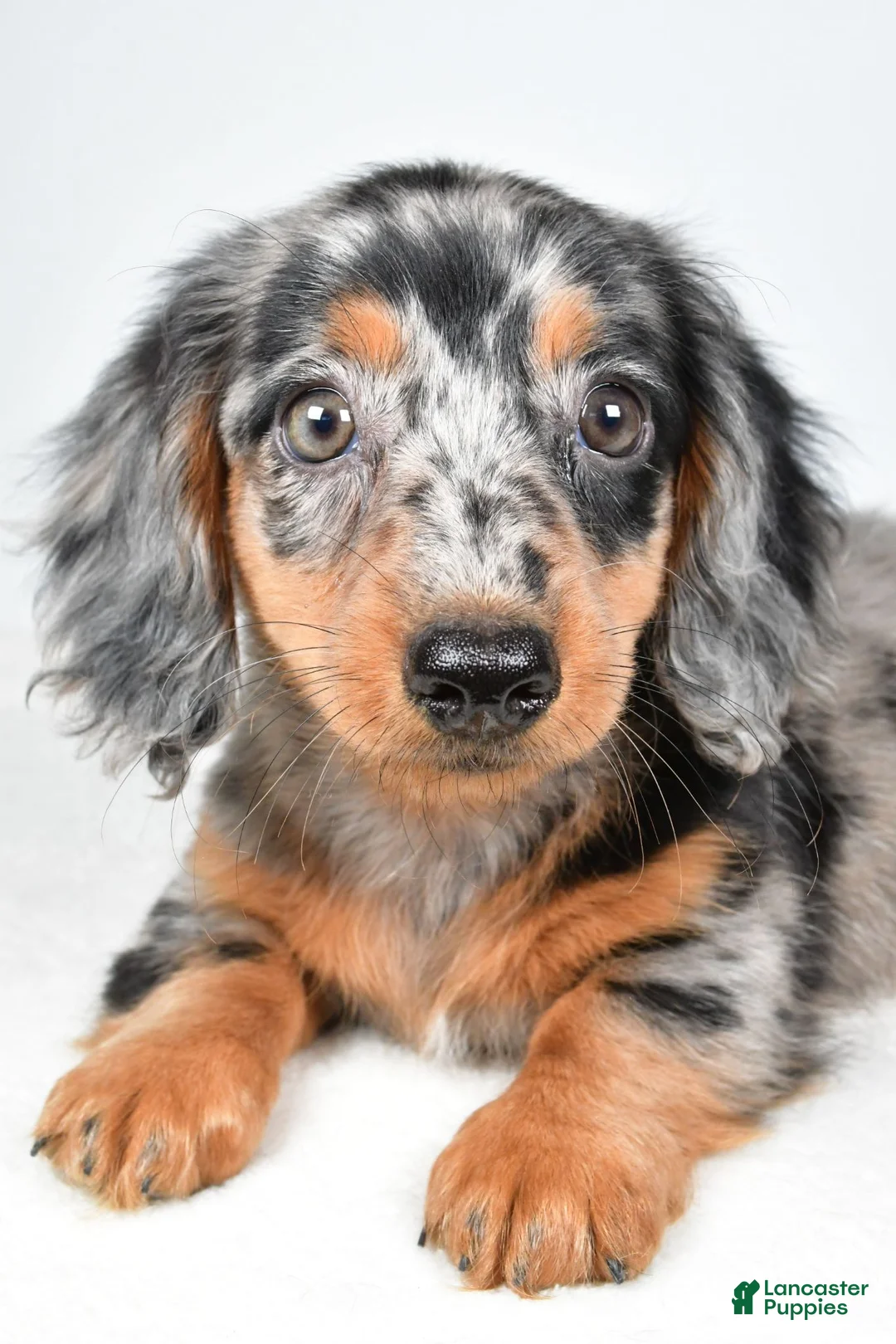 Dachshund dogs for sale: Cassandra - Ad 8
