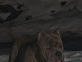 American Bully dogs Will be available for stud June 2026 $1000 - Ad 3