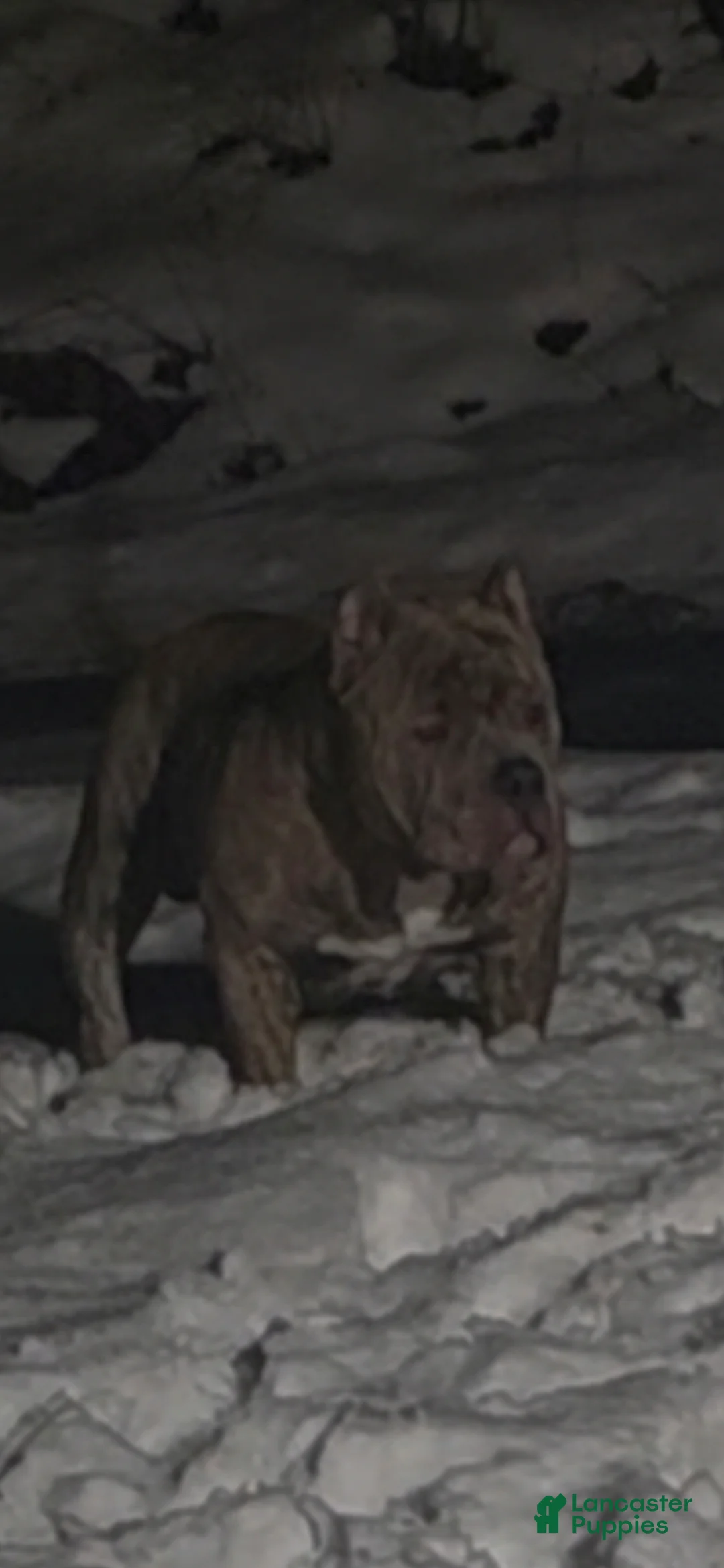 American Bully dogs for stud: Will be available for stud June 2026 $1000 - Ad 1