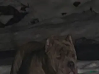 American Bully dogs Will be available for stud June 2026 $1000 - Ad 5