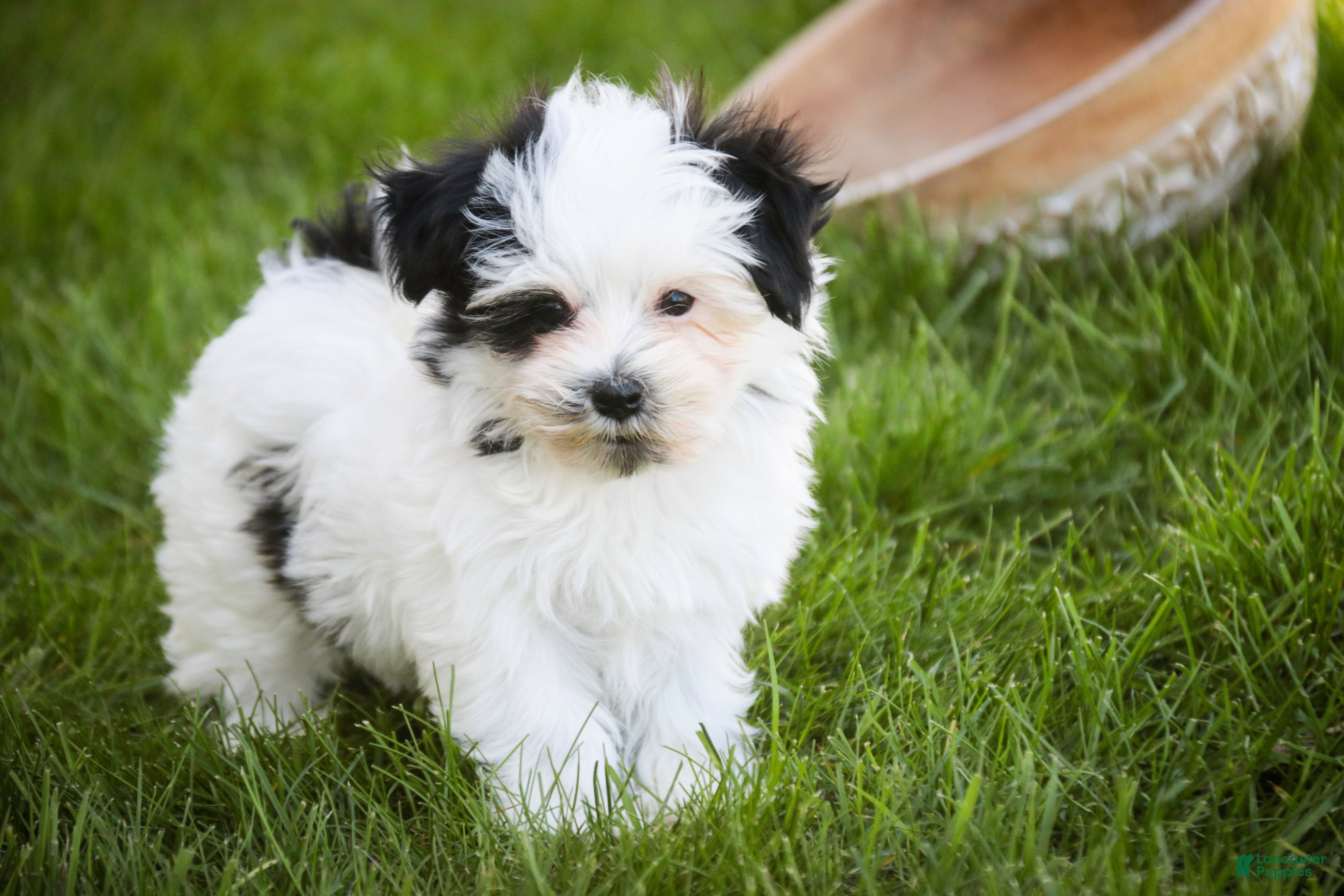 Havanese dogs for sale: Precious - Ad 7