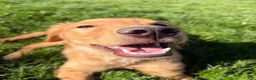 Golden Retriever dogs for sale: Prince - Ad 26