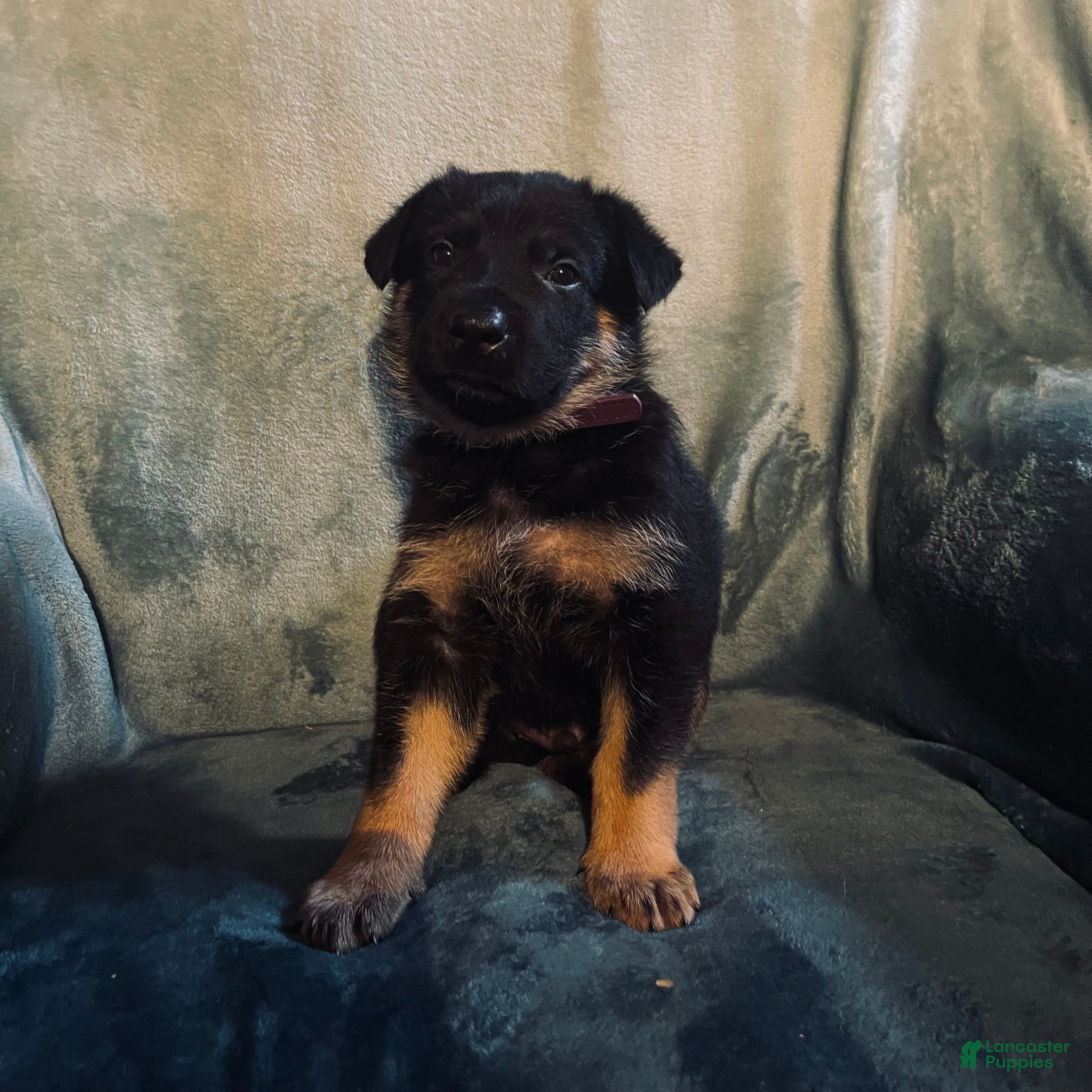 Golden Shepherd dogs Golden Shepherd Puppy 8 purple 1 - Ad 1