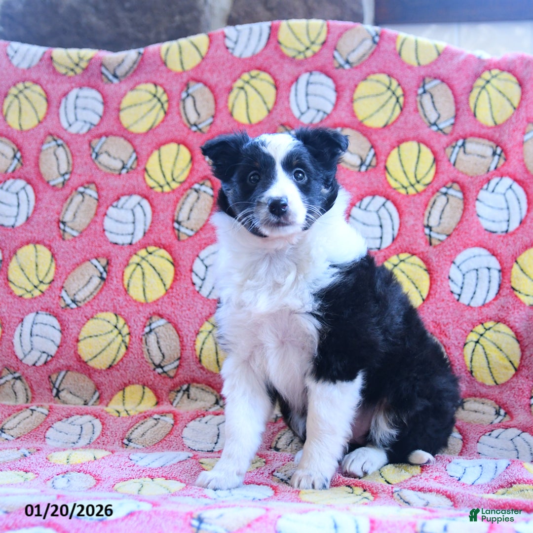 Shetland Sheepdog dogs for sale: Dawn - Ad 4