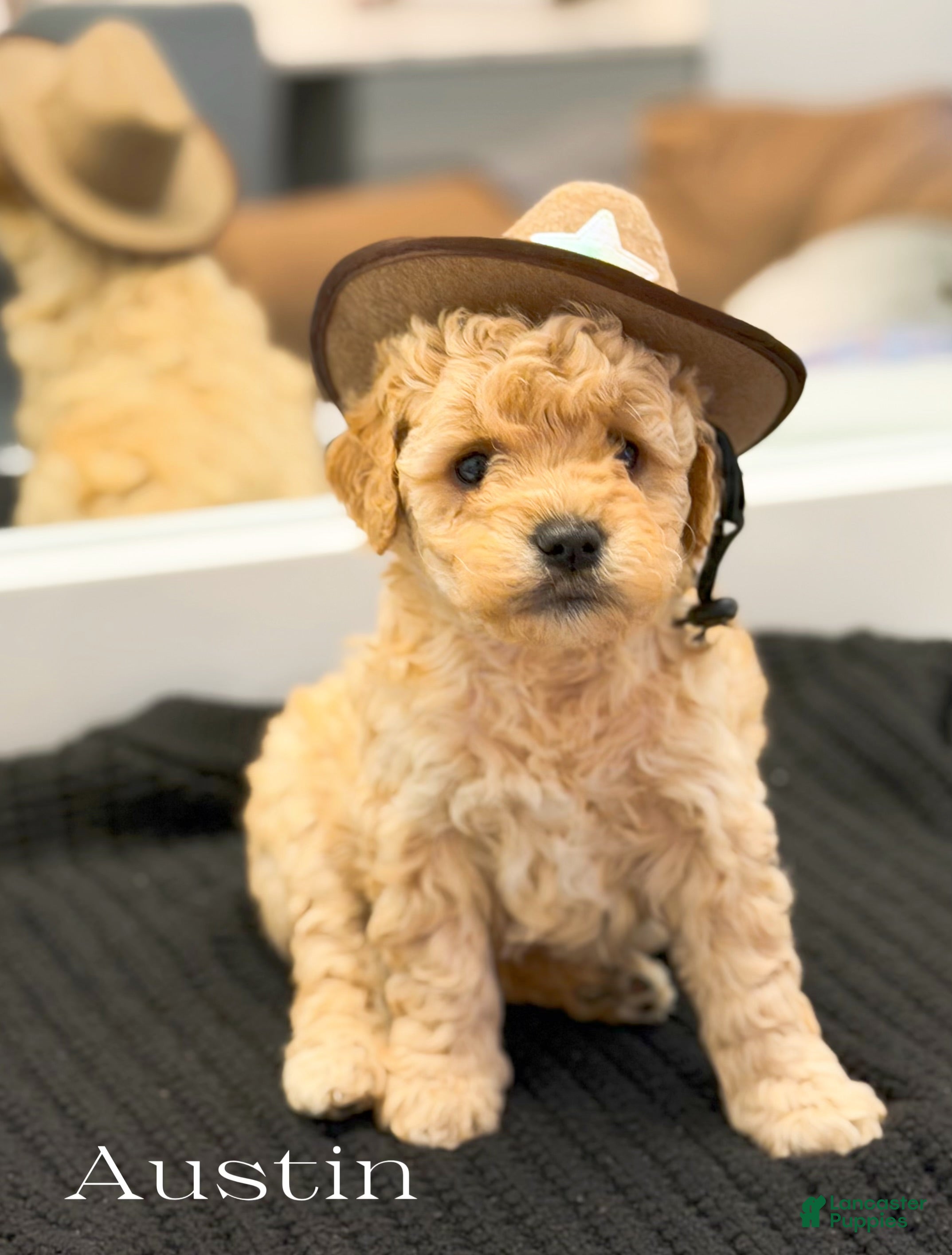 Mini Goldendoodle dogs Austin - Ad 2