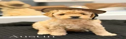 Mini Goldendoodle dogs for sale: Austin - Ad 2