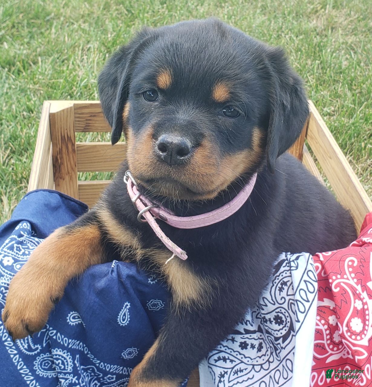 Rottweiler dogs Polly - Ad 2