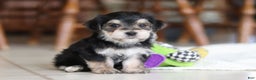 Morkie dogs for sale: Benson - Ad 15