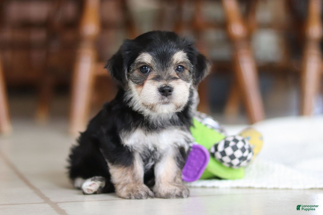 Morkie dogs for sale: Benson - Ad 15