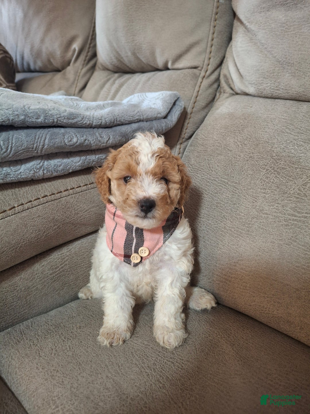 Mini Goldendoodle dogs for sale: Blossom - Ad 6