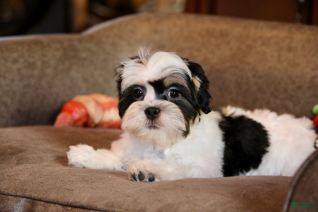 Shihpoo dogs for sale: Oliver - Ad 18