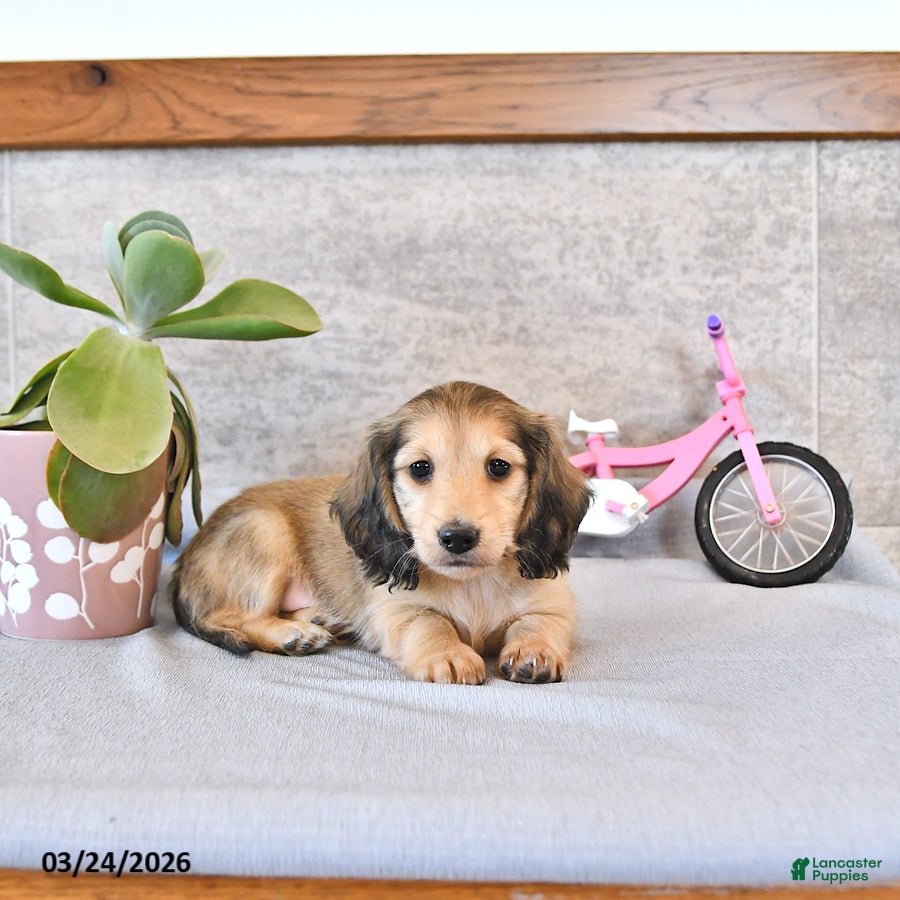 Miniature Dachshund dogs Bentley - Ad 1