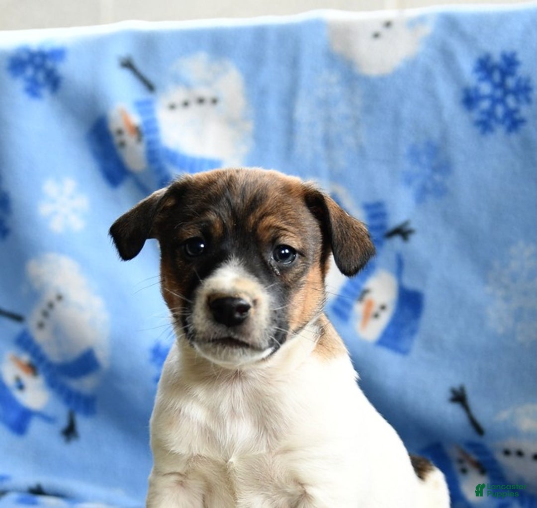 Jack Russell Terrier dogs for sale: Porkchop - Ad 3