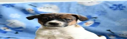 Jack Russell Terrier dogs for sale: Porkchop - Ad 3