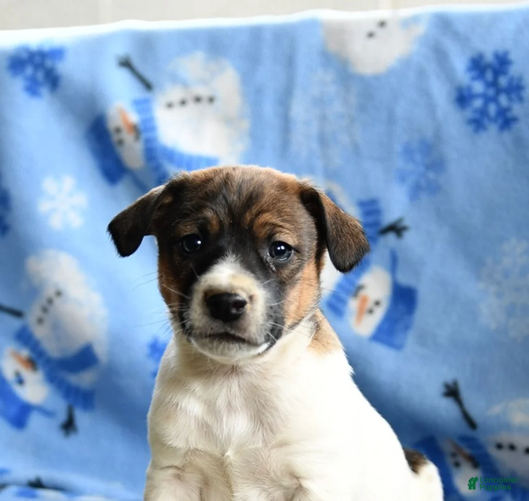 Jack Russell Terrier dogs for sale: Porkchop - Ad 3
