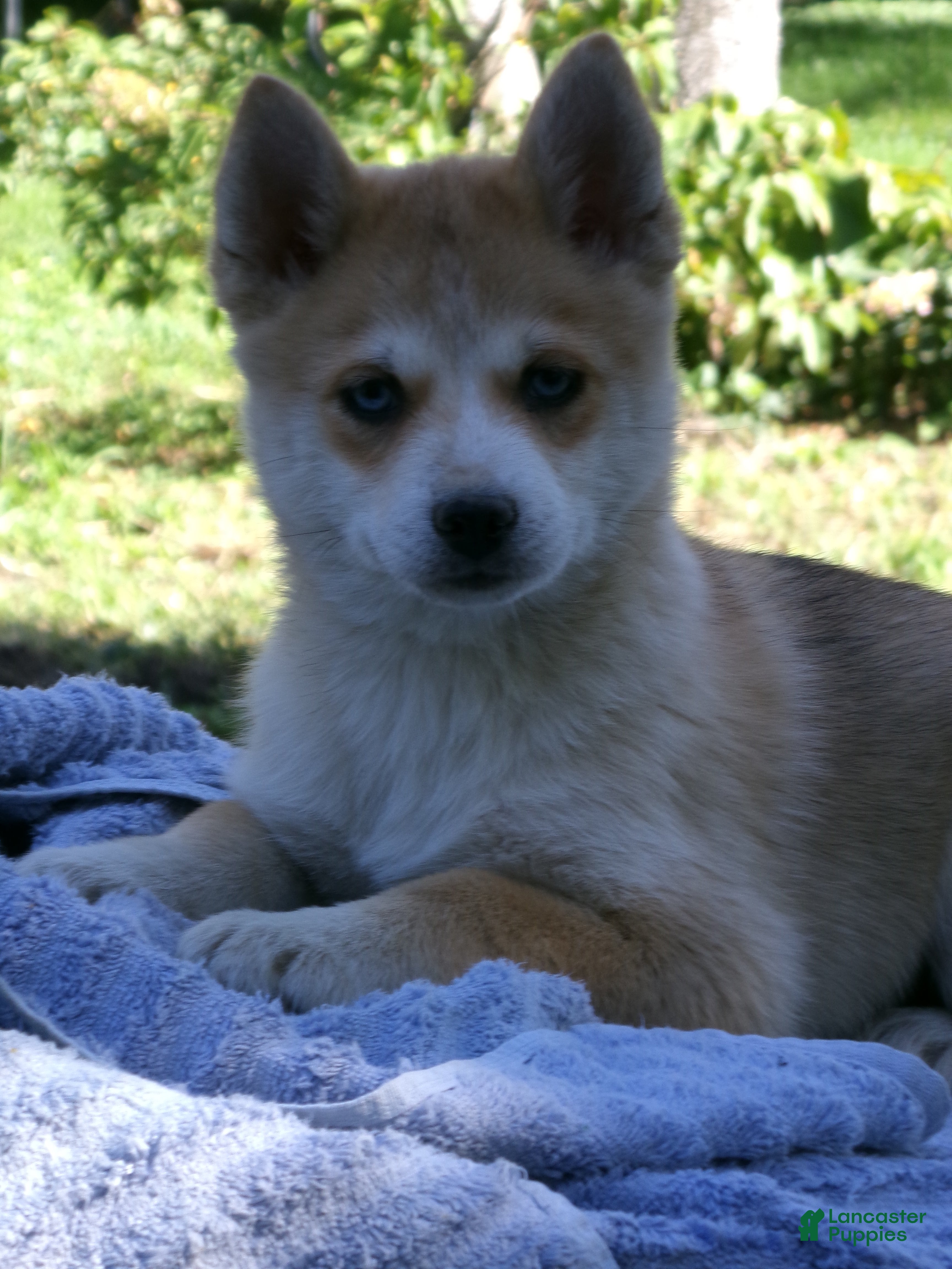Pomsky dogs for sale: Bella - Ad 2