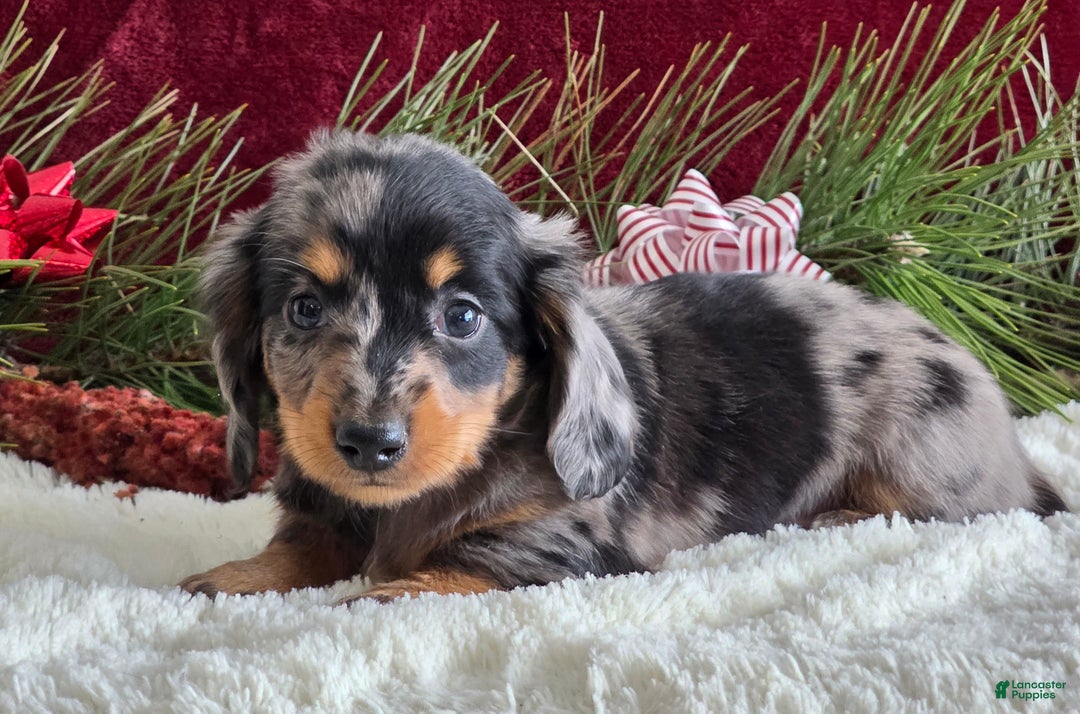 Miniature Dachshund dogs for sale: Korey - Ad 3