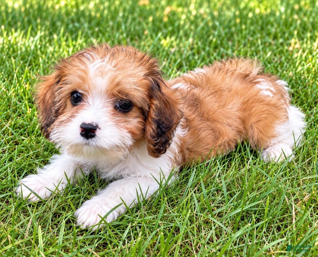Cavapoo dogs Penny - Ad 2