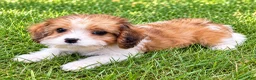 Cavapoo dogs for sale: Penny - Ad 2
