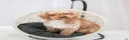 Toy Poodle dogs for sale: AKC Buddy - Ad 10
