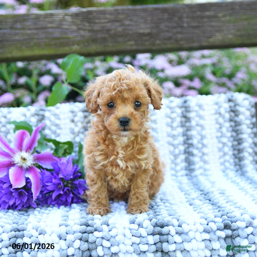 Miniature Poodle dogs Cindy - Ad 2