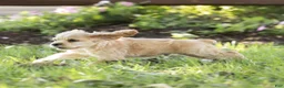 Cocker Spaniel dogs for sale: Buddy Cocker Spaniel  - Ad 4