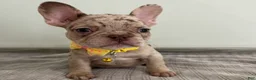 French Bulldog dogs for sale: Emma - Ad 6