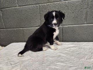 Border Collie dogs Border Collie - Shadow - Ad 36